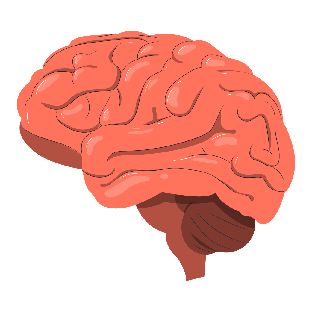 Illustration of Brain