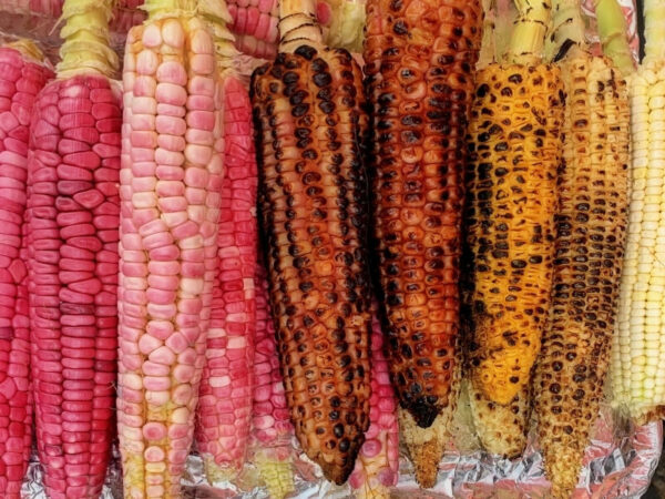 Grilled pink corn